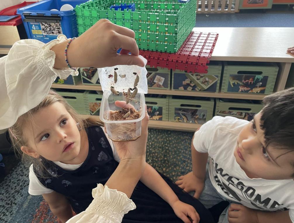 Die Raupen haben sich verpuppt