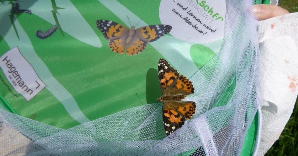 Von der Raupe zum Schmetteling - ein Projekt im Kinder+raum